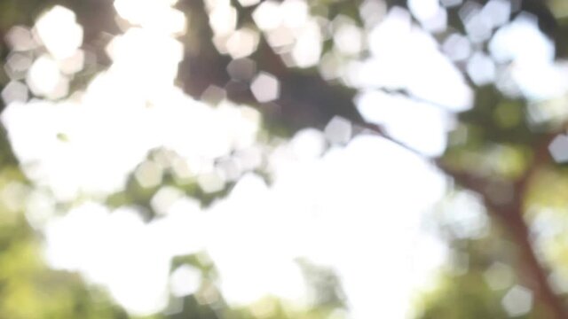 Rays of sun shining through leaves and trees bokeh sun light flare out of focus 