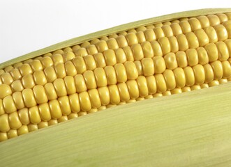 CORN COB zea mays