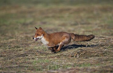 RED FOX vulpes vulpes, ADULT RUNNING