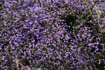 Naklejka premium blue wildflowers close up on a field