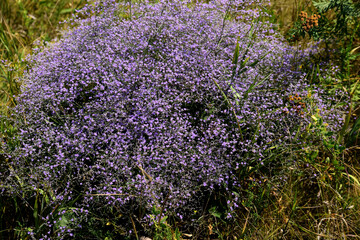 blue wildflowers close up on a field