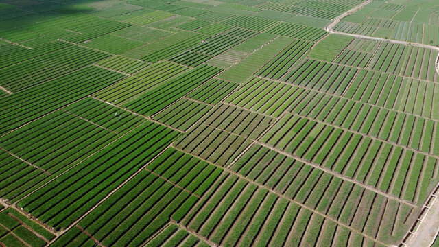 aerial view of onion fields. looks very beautiful