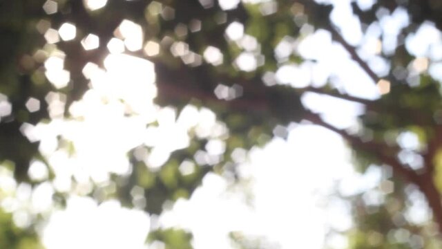 Rays of sun shining through leaves and trees bokeh sun light flare out of focus 