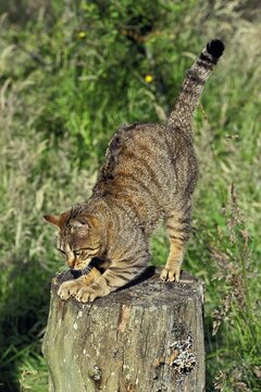 EUROPEAN BROWN TABBY DOMESTIC CAT, ADULT SCRATCHING CLAWS ON TREE TRUNK