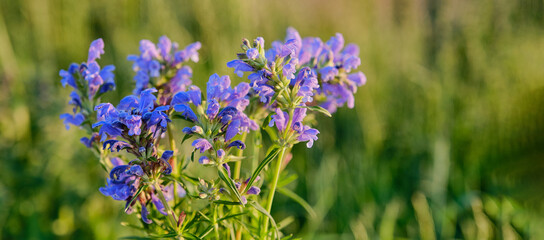 Bouquet of blue wildflowers lit by sunlight