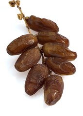 DRY DATE PALM FRUIT phoenix dactylifera AGAINST WHITE BACKGROUND