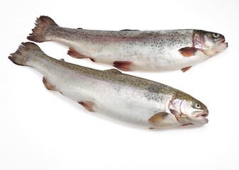 SEA TROUT salmo trutta trutta AGAINST WHITE BACKGROUND