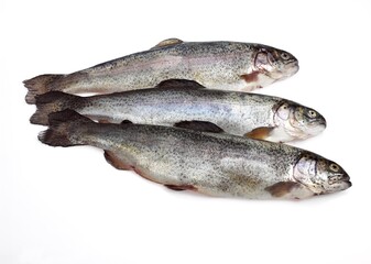 FRESH RAINBOW TROUT salmo gairdneri AGAINST WHITE BACKGROUND