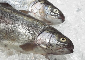 FRESH RAINBOW TROUT salmo gairdneri ON ICE