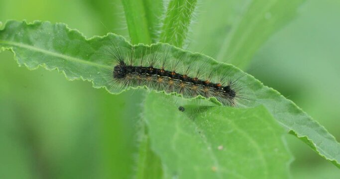 Common Buckeye, Junonia coenia, caterpillar on a green leaf 4K