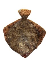 FRESH TURBOT scophthalmus maximus AGAINST WHITE BACKGROUND