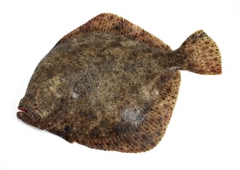 FRESH TURBOT scophthalmus maximus AGAINST WHITE BACKGROUND