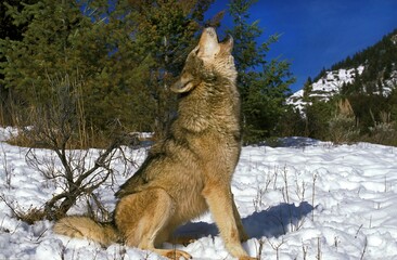 NORTH AMERICAN GREY WOLF canis lupus occidentalis, ADULT HOWLING ON SNOW, CANADA