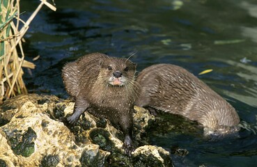 SHORT CLAWED OTTER aonyx cinerea, PAIR OF ADULTS