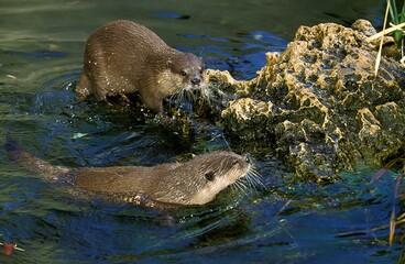 Naklejka premium SHORT CLAWED OTTER aonyx cinerea, PAIR STANDING IN WATER