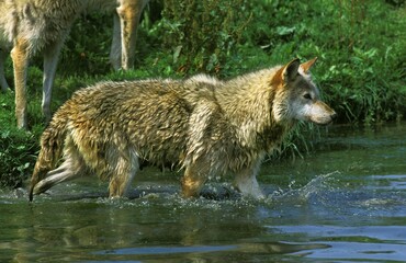 EUROPEAN WOLF canis lupus, ADULT ENTERING WATER
