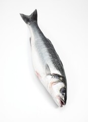 FRESH BASS dicentrarchus labrax AGAINST WHITE BACKGROUND