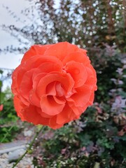 pomarańczowe róże  © Aneta