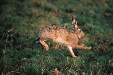 EUROPEAN BROWN HARE lepus europaeus, ADULT RUNNING