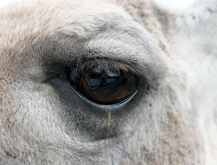 white llama eye close-up