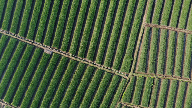 top view of onion fields forming a pattern
