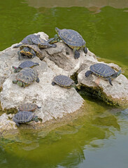 Fototapeta premium turtles basking and swimming in the sun