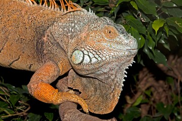 GREEN IGUANA iguana iguana, PORTRAIT OF ADULT