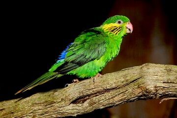 RED-FLANKED LORIKEET charmosyna placentis, FEMALE STANDING ON BRANCH