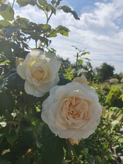 kremowe róże  © Aneta