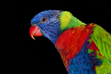 RAINBOW LORIKEET trichoglossus haematodus moluccanus, PORTRAIT OF ADULT