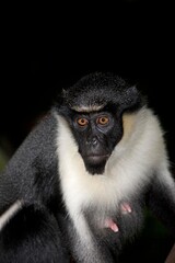 DIANA MONKEY cercopithecus diana, FEMALE