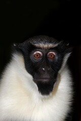 DIANA MONKEY cercopithecus diana, PORTRAIT OF FEMALE