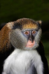 CAMPBELL'S MONKEY cercopithecus campbelli, PORTRAIT OF ADULT