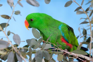 ECLECTUS PARROT eclectus roratus, MALE STANDING ON BRANCH