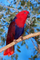 ECLECTUS PARROT eclectus roratus, FEMALE STANDING ON BRANCH