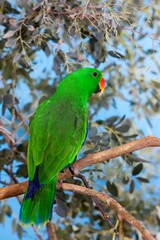 ECLECTUS PARROT eclectus roratus, MALE STANDING ON BRANCH