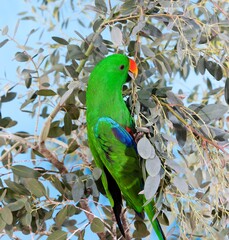ECLECTUS PARROT eclectus roratus, MALE