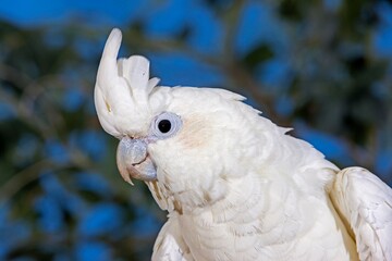 PHILIPPINE COCKATOO OR RED-VENTED COCKATOO cacatua haematuropygia, PORTRAIT OF ADULT