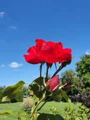 czerwona róża, niebo 