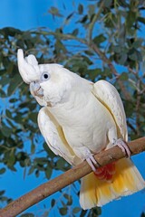 PHILIPPINE COCKATOO OR RED-VENTED COCKATOO cacatua haematuropygia, ADULT STANDING ON BRANCH