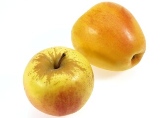 GOLDEN APPLE malus domestica AGAINST WHITE BACKGROUND
