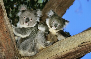 KOALA phascolarctos cinereus, PAIR OF ADULTS STANDING IN TREE, AUSTRALIA
