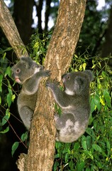 KOALA phascolarctos cinereus, YOUNGS HANGING FROM BRANCH, AUSTRALIA