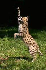 SERVAL leptailurus serval, ADULT HUNTING, STANDING ON HIND LEGS