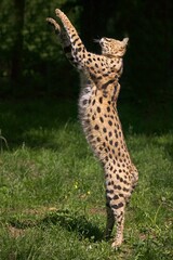 Obraz premium SERVAL leptailurus serval, ADULT HUNTING, STANDING ON HIND LEGS