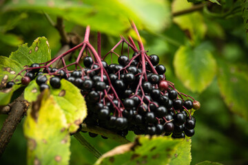 Leśne jagody © Arkadiusz