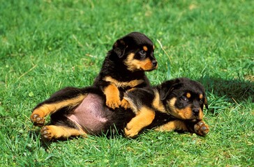 ROTTWEILER DOG, PUPPIES PLAYING ON GRASS