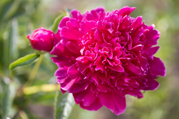 Obraz premium Close-up of a large bud of purple peony.