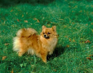 MINIATURE GERMAN SPITZ DOG, ADULT STANDING ON GRASS