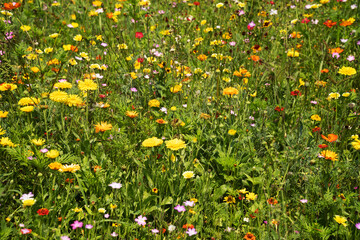 Wiese mit Sommerblumen